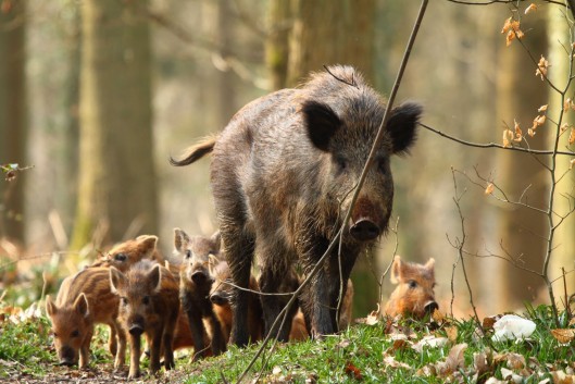 Āfrikas cūku mēris konstatēts trim mežacūkām Tukuma novadā