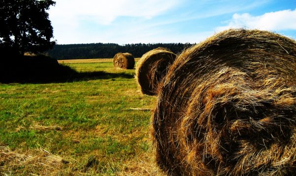 Apstiprina valsts atbalsta – 4 miljonu eiro – piešķiršanas kārtību mazajiem lauksaimniekiem
