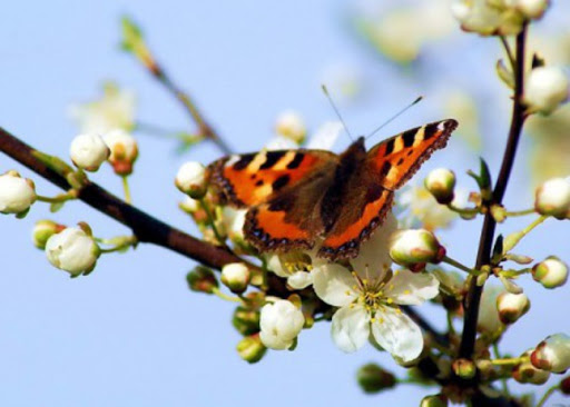 Pēcpusdienā saule gaisu sasildīs līdz +16 grādiem