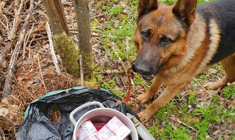 Kandavas novadā ar dienesta suņa palīdzību atrastas nelegālās cigaretes