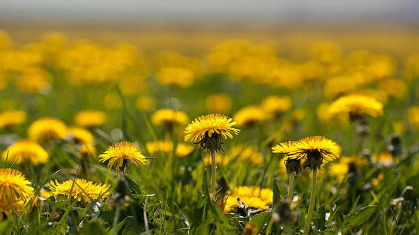Nākamnedēļ Latvijā pakāpeniski kļūs siltāks