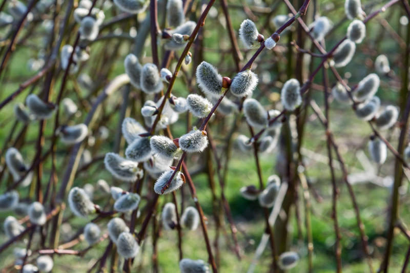 Lieldienās gaiss varētu sasilt līdz + 10 grādiem
