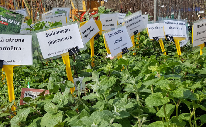 Ķīpsalā gadatirgū "Dārzam un dzīvesstilam" savus produktus piedāvās arī Pūres dārzkopības izmēģinājumu stacija Ķīpsalā gadatirgū "Dārzam un dzīvesstilam" savus produktus piedāvās arī Pūres dārzkopības izmēģinājumu stacija