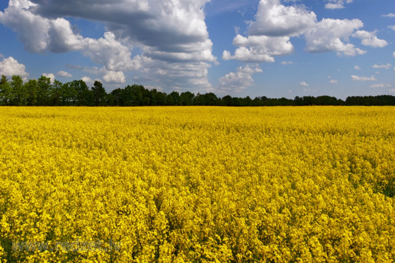 Nedēļas beigās Latvijā gaidāms pat +27 grādus silts laiks Nedēļas beigās Latvijā gaidāms pat +27 grādus silts laiks