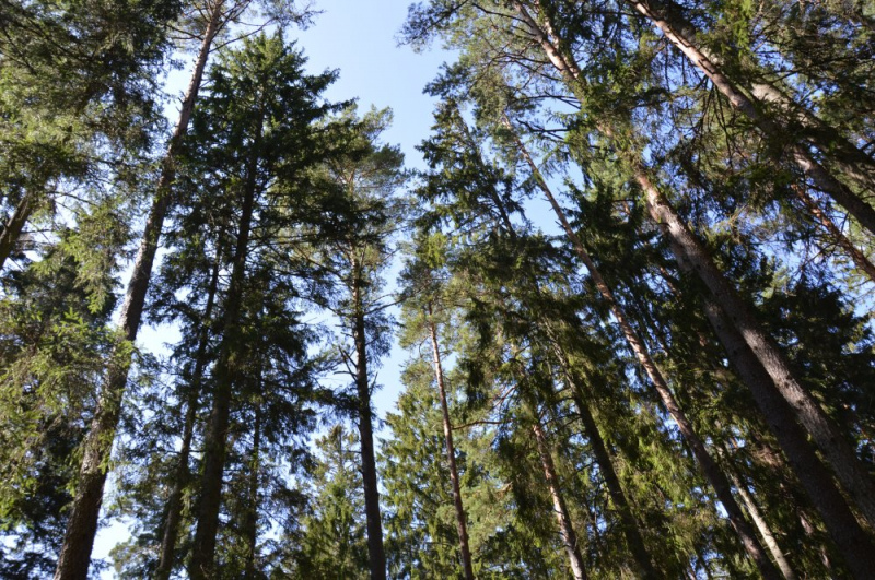 Meža īpašnieki aicināti pieteikties konkursam "Sakoptākais mežs 2021"