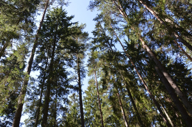 Meža īpašnieki aicināti pieteikties konkursam "Sakoptākais mežs 2021" Meža īpašnieki aicināti pieteikties konkursam "Sakoptākais mežs 2021"