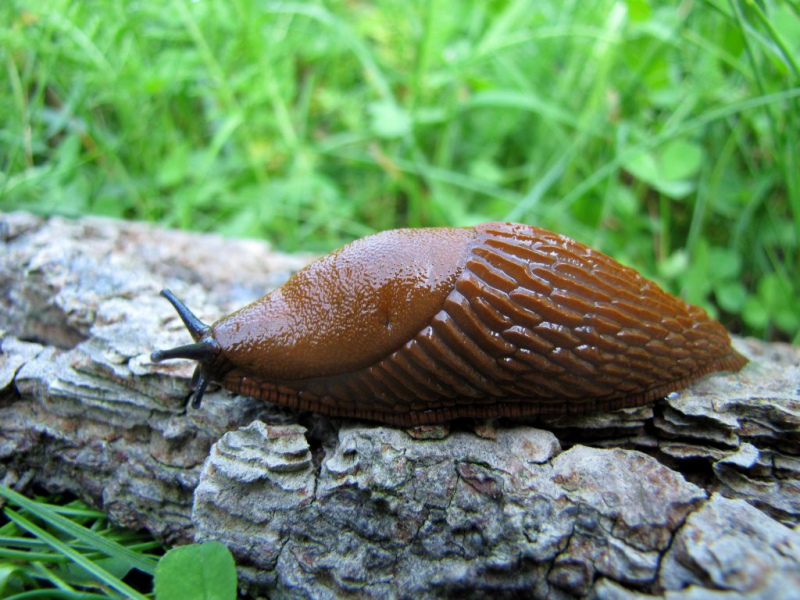 Nevēlamais viesis Latvijas dabā: Spānijas kailgliemezis