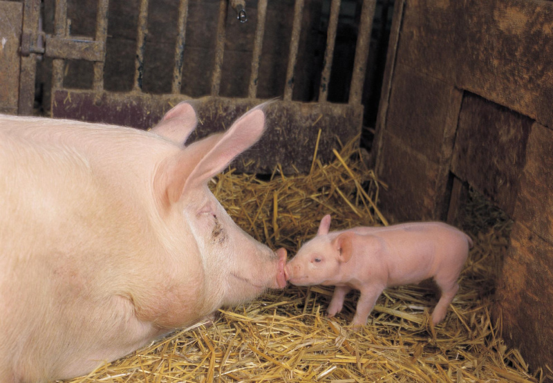 Džūkstes pagastā konstatēts šogad Latvijā pirmais ĀCM uzliesmojums mājas cūku novietnē Džūkstes pagastā konstatēts šogad Latvijā pirmais ĀCM uzliesmojums mājas cūku novietnē