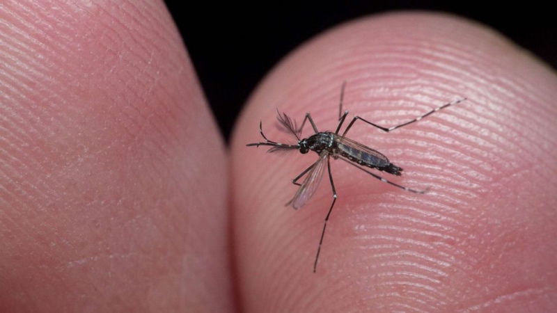 Kukaiņu pētnieks: Siltā un mitrā pavasara dēļ šogad odu patiešām ir vairāk Kukaiņu pētnieks: Siltā un mitrā pavasara dēļ šogad odu patiešām ir vairāk