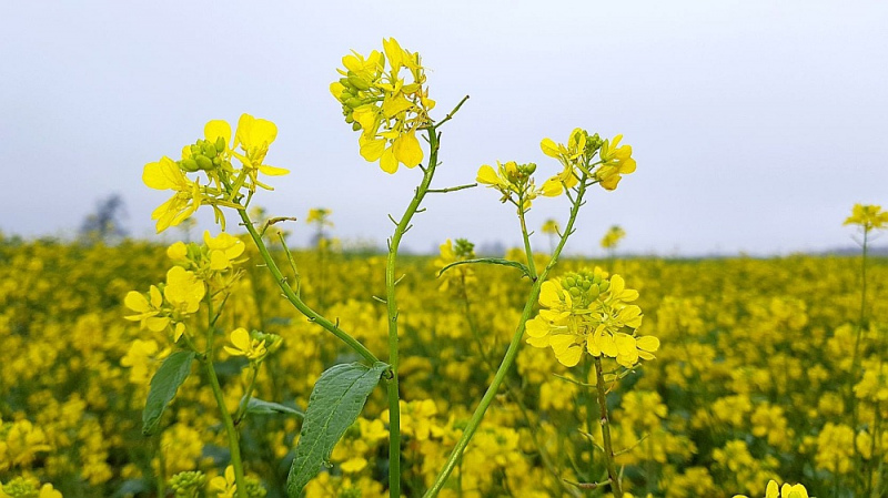 Sinoptiķi prognozē, ka maija mēneša pēdējā nedēļa būs pavasarīgi silta, brīžiem iespējams ar pērkona negaisu