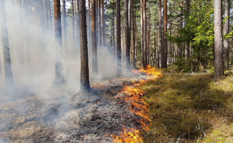Tukuma Raudas mežā izcēlušais ugunsgrēks lokalizēts | PAPILDINĀTS | TUKUMABALSS.LV 