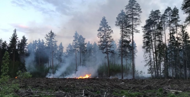 Kandavā turpinās bīstamā meža ugunsgrēka ierobežošana Kandavā turpinās bīstamā meža ugunsgrēka ierobežošana
