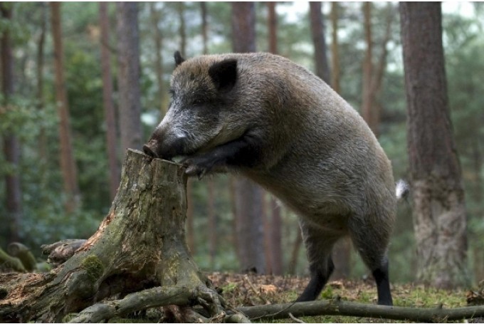 Slampes pagastā mežacūkai konstatēts Āfrikas cūku mēris Slampes pagastā mežacūkai konstatēts Āfrikas cūku mēris