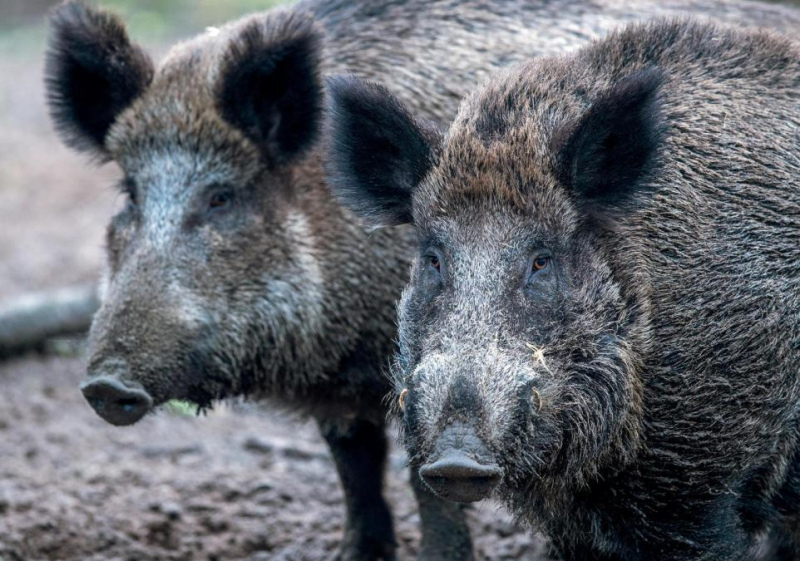 Āfrikas cūku mēris konstatēts divām meža cūkām Tukuma novadā Āfrikas cūku mēris konstatēts divām meža cūkām Tukuma novadā