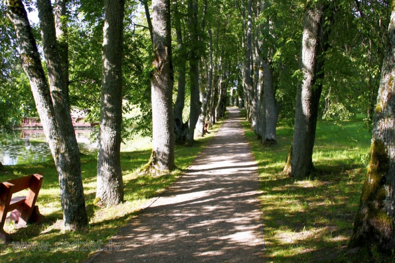 Valsts ceļu tīklā veiks septiņu aleju inventarizāciju tanī skaitā divas TUKUMĀ Valsts ceļu tīklā veiks septiņu aleju inventarizāciju tanī skaitā divas TUKUMĀ