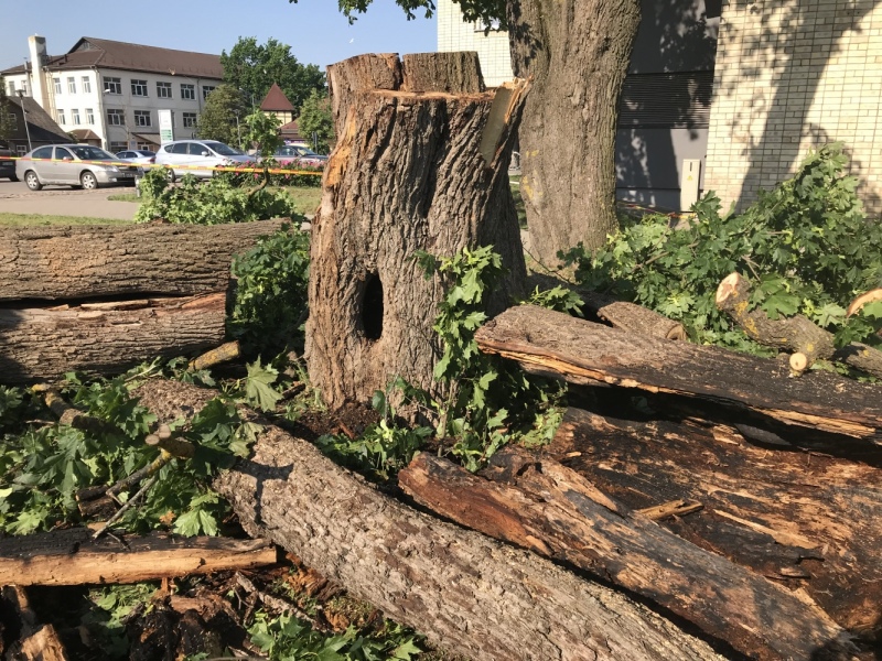 Tukuma Domes acu priekšā aizdedzināta kļava. Koku nozāģē!
