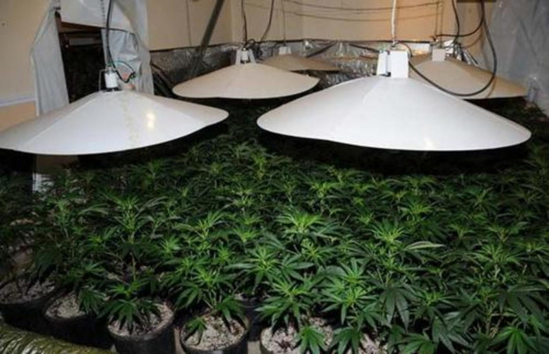 Tukuma novadā policisti uziet marihuānas audzētavu ar 10 kg nežāvētas marihuānas
