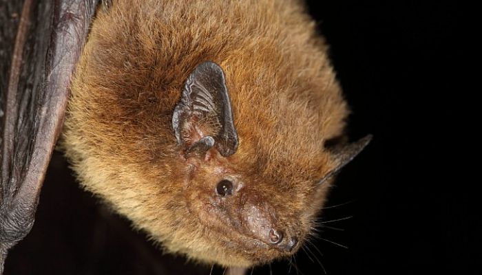 Ķemeru Nacionālajā parkā uziet līdz šim lielāko zināmo sikspārņu koloniju Latvijā Ķemeru Nacionālajā parkā uziet līdz šim lielāko zināmo sikspārņu koloniju Latvijā