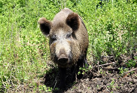 Āfrikas cūku mēris konstatēts mažacūkām Lestenes un Džūkstes pagastos