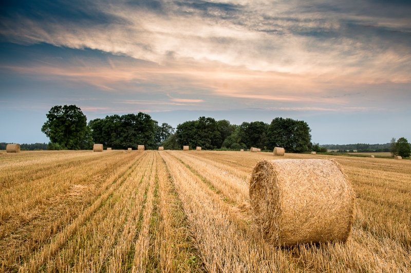 Zemkopības Ministrija pagarinājusi zālāju nopļaušanas un novākšanas termiņu līdz 15. septembrim