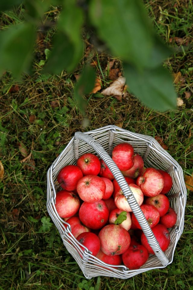 Rudens saulgrieži latviskās tradīcijās