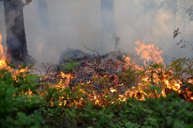 Zentenes pagastā izcēlies plašs meža ugunsgrēks