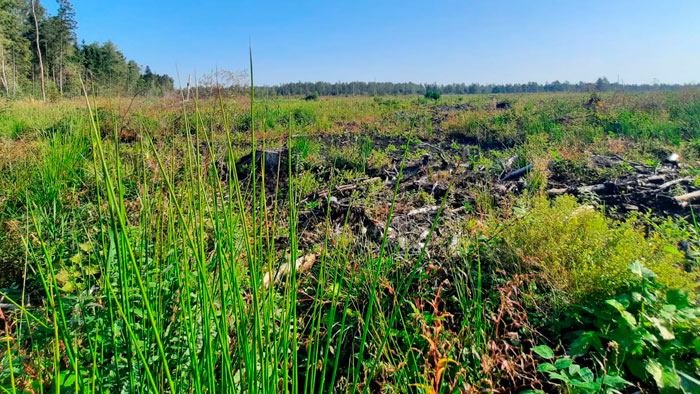 Ķemeru Nacionālā parka Ceļotāju dienā aicina iepazīt Zaļā purva atdzimšanu