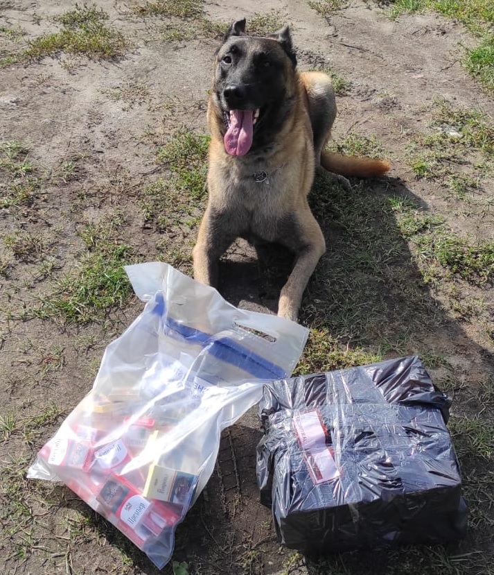 Dienesta suns palīdz atklāt nelegālo cigarešu glabāšanas vietas Engures pagastā