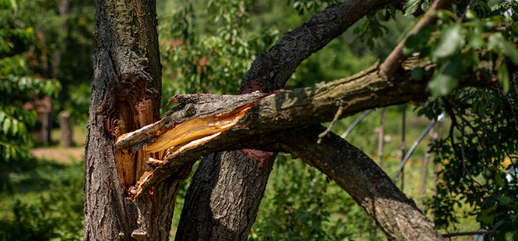Lūzīs koki! Brīdina par laikapstākļiem nedēļas otrajā pusē
