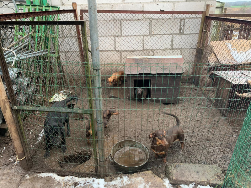 PVD: Kandavas novadā izņemtie suņi varētu būt iegūti nelikumīgi