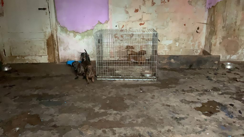 PVD Kandavas pusē izņēmis nežēlīgos apstākļos turētus suņus PVD Kandavas pusē izņēmis nežēlīgos apstākļos turētus suņus