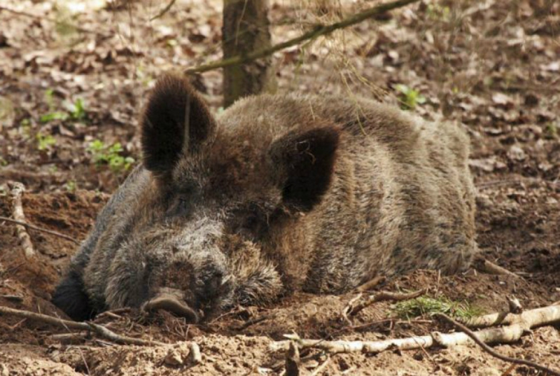 Tukuma novadā turpina "plosīties" Āfrikas cūku mēris