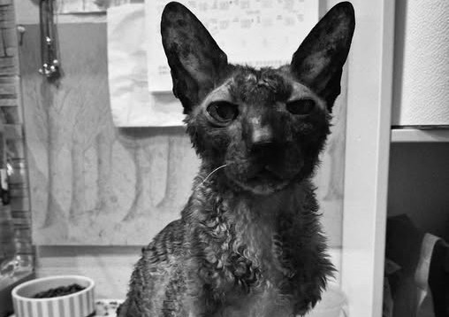 Mūžībā devies  leģendārais Tukuma kaķis Semanuels